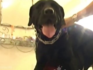 Animal Having Sex With Females