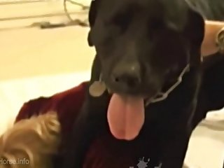 Animal Having Sex With Females