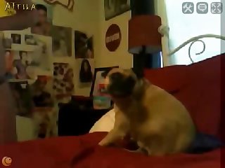 Lesbian Sex Animal