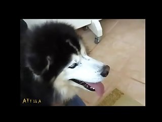 Best Site For Animal Sex
