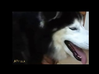 Best Site For Animal Sex