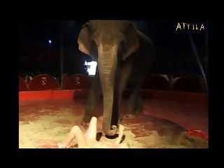 Animal Sex Video Man