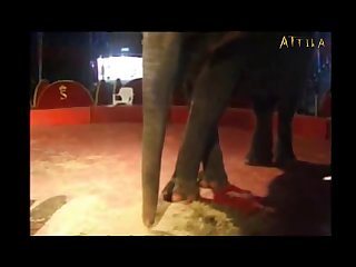 Animal Sex Video Man