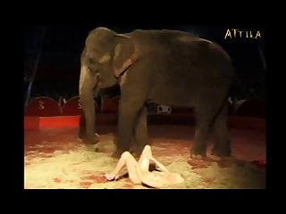 Animal Sex Video Man
