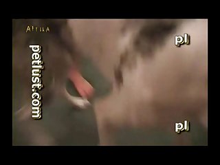 Chinese Animal Sex Videos