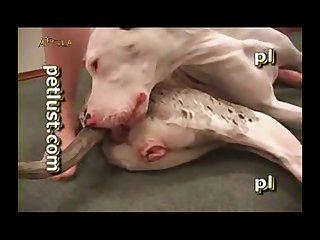 Chinese Animal Sex Videos