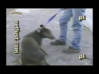 Chinese Animal Sex Videos