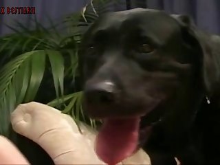Animal Sex Girl Videos
