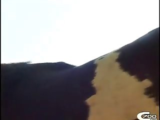 Hot Sexy Animal Sex