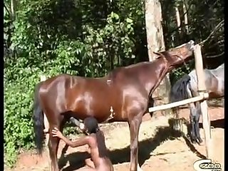 Animal Vs Sex