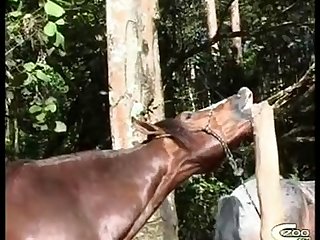 Animal Vs Sex