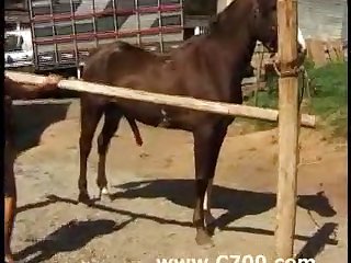 Gay Animal Dog Sex
