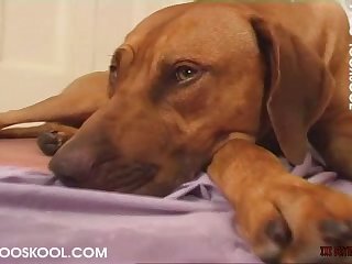 Haley Reed Dog Porn