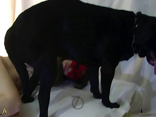 Gay Porn Dog Lick