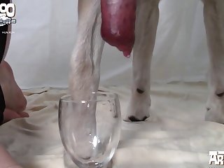 Woman And Dog Sex Porn