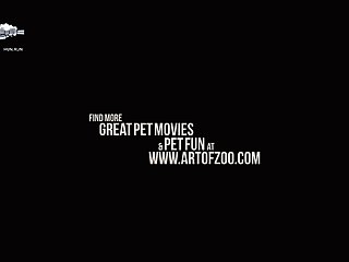 Dog Suck Pussy Porn
