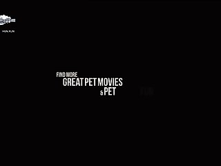 Dog Suck Pussy Porn