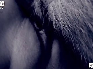 Porn Horse Compilation