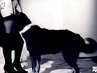 Porn Horse Compilation