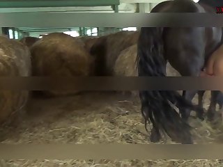 Teen Dog Handjob Porn