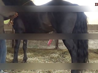 Teen Dog Handjob Porn