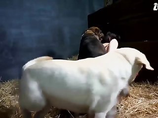Porn In Horse Style
