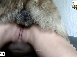 Porn Horse Masturbation