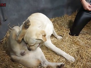 Rashmika Sex Scene Animal