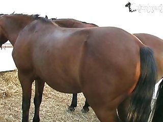 Wife Animal Porn