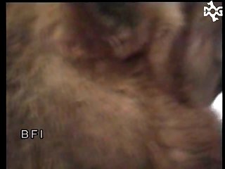 Animal Porn
