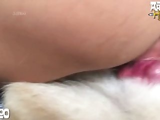 Animal To Animals Porn