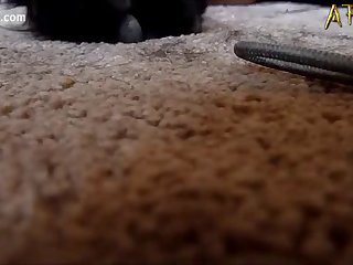 Animal Pussy Porn Gif