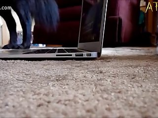 Animal Pussy Porn Gif