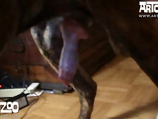 Zoofilia Salvaje Porno