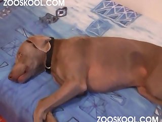Porno Zoofilia Pareja