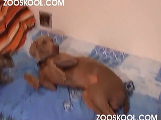 Porno Zoofilia Pareja