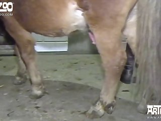 Zoofilia Mujeres Follando Con Cerdos
