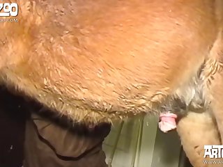 Zoofilia Mujeres Follando Con Cerdos