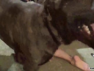 Man Cums In Dog Porn
