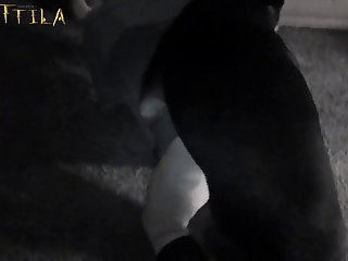Japanese Wife Have Sex with a Dog