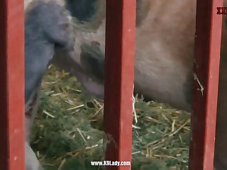 Helluva Boss Loona Tickle Xxx Porn