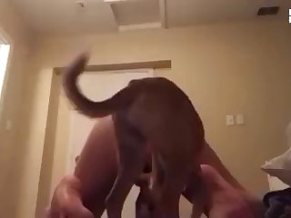 Xxx Gay Animal Sex