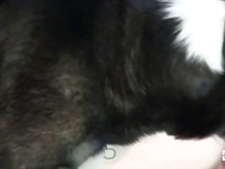 Bizarre Animal Sex