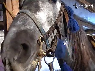 Extremist Animal Sex