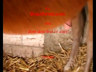 Hun Distribute Dog Porn
