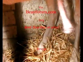 Hun Distribute Dog Porn