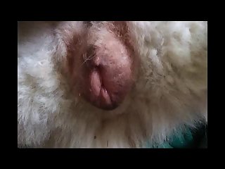 Xxnx Animal Mating