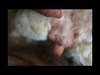 Xxnx Animal Mating