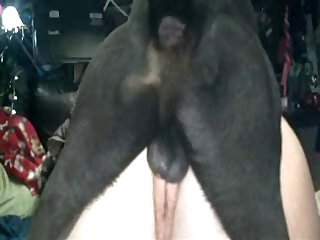 Zoo Porn Brazil