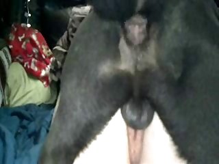 Zoo Porn Luxury